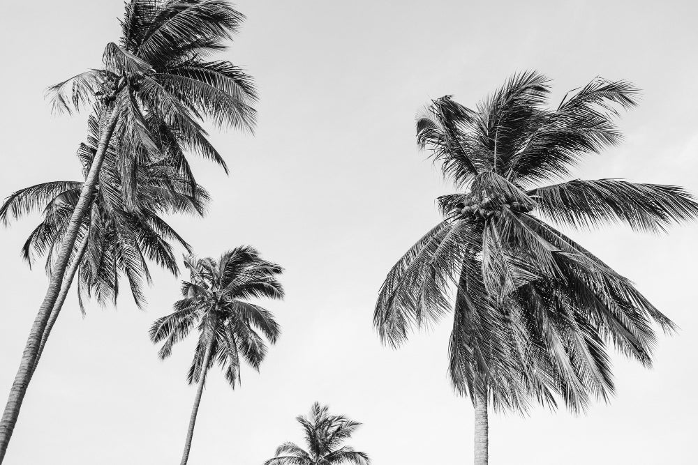 Black and white palm panoramic wallpaper