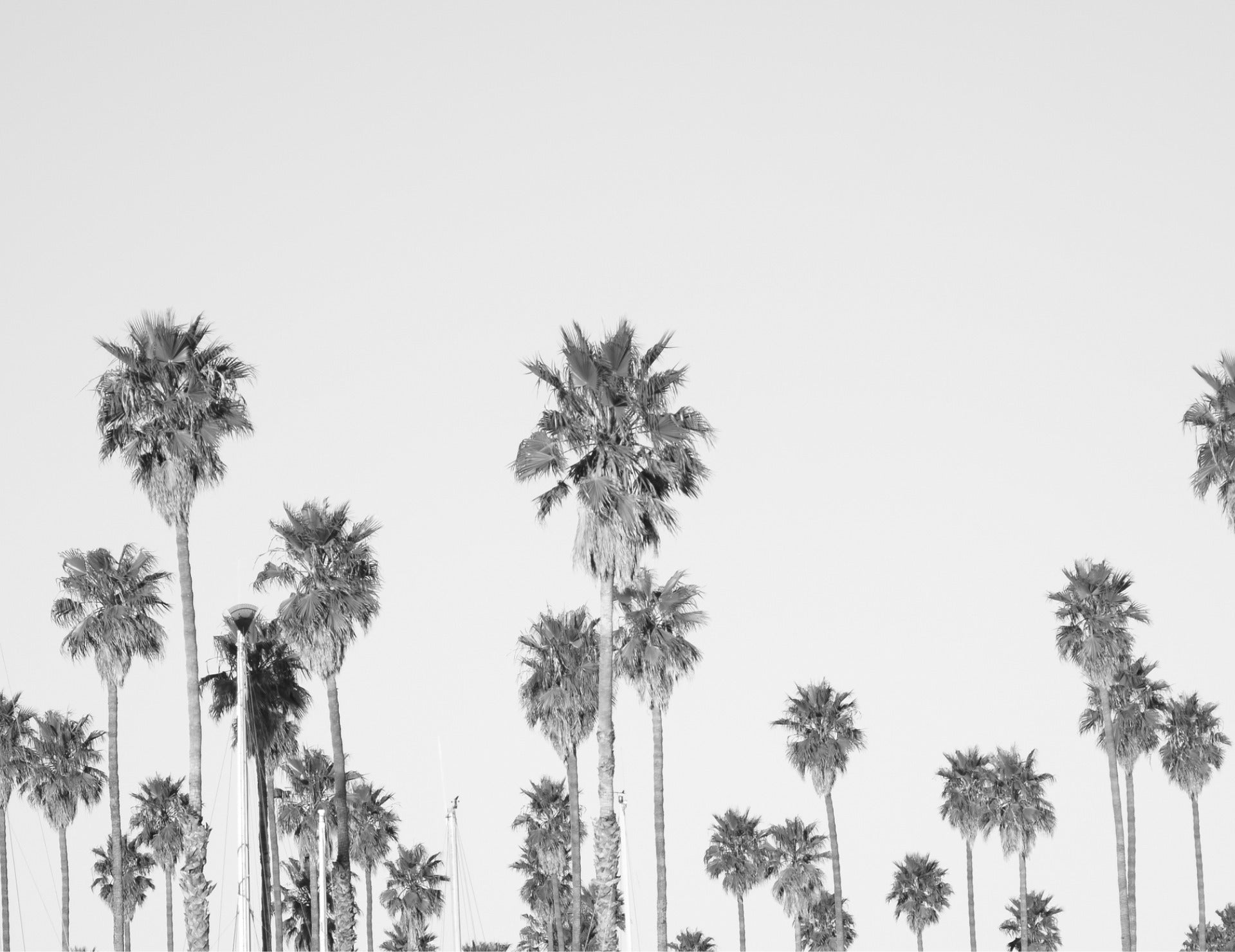 Black and white wallpaper palm tree