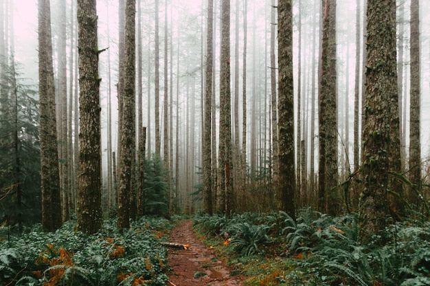 Bedroom Forest Wallpaper