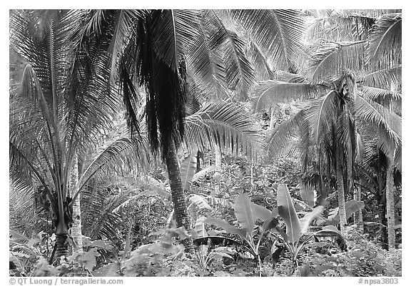 Black and white panoramic wallpaper jungle