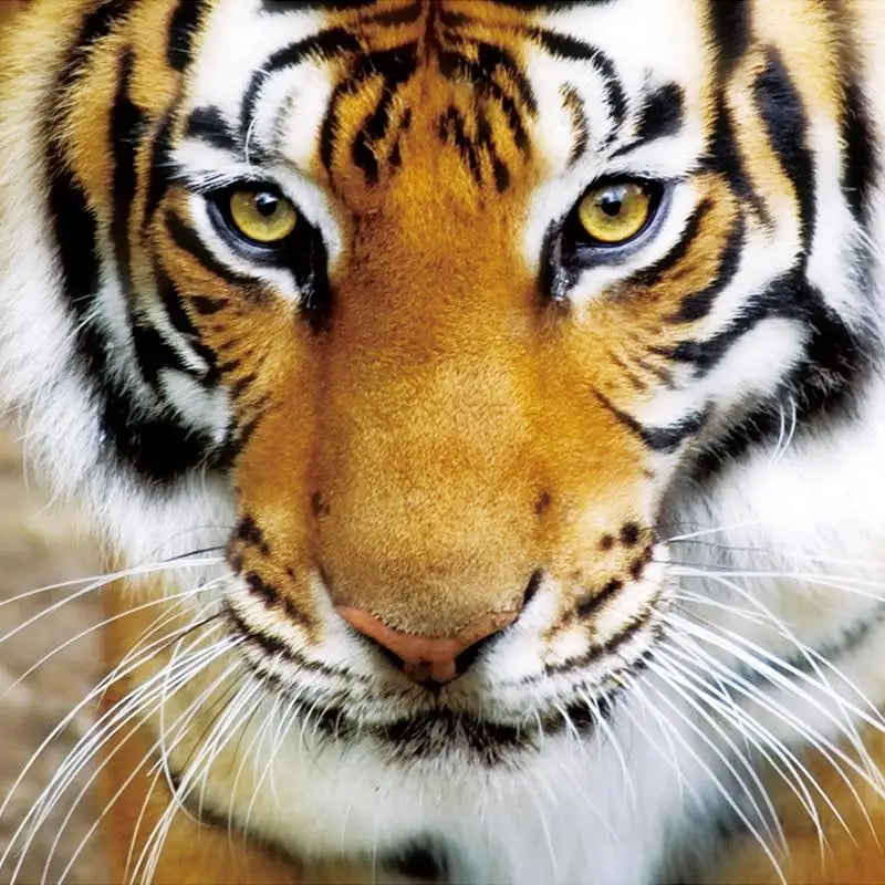 Classic Teenager Eye of the Tiger Wallpaper - Second Image